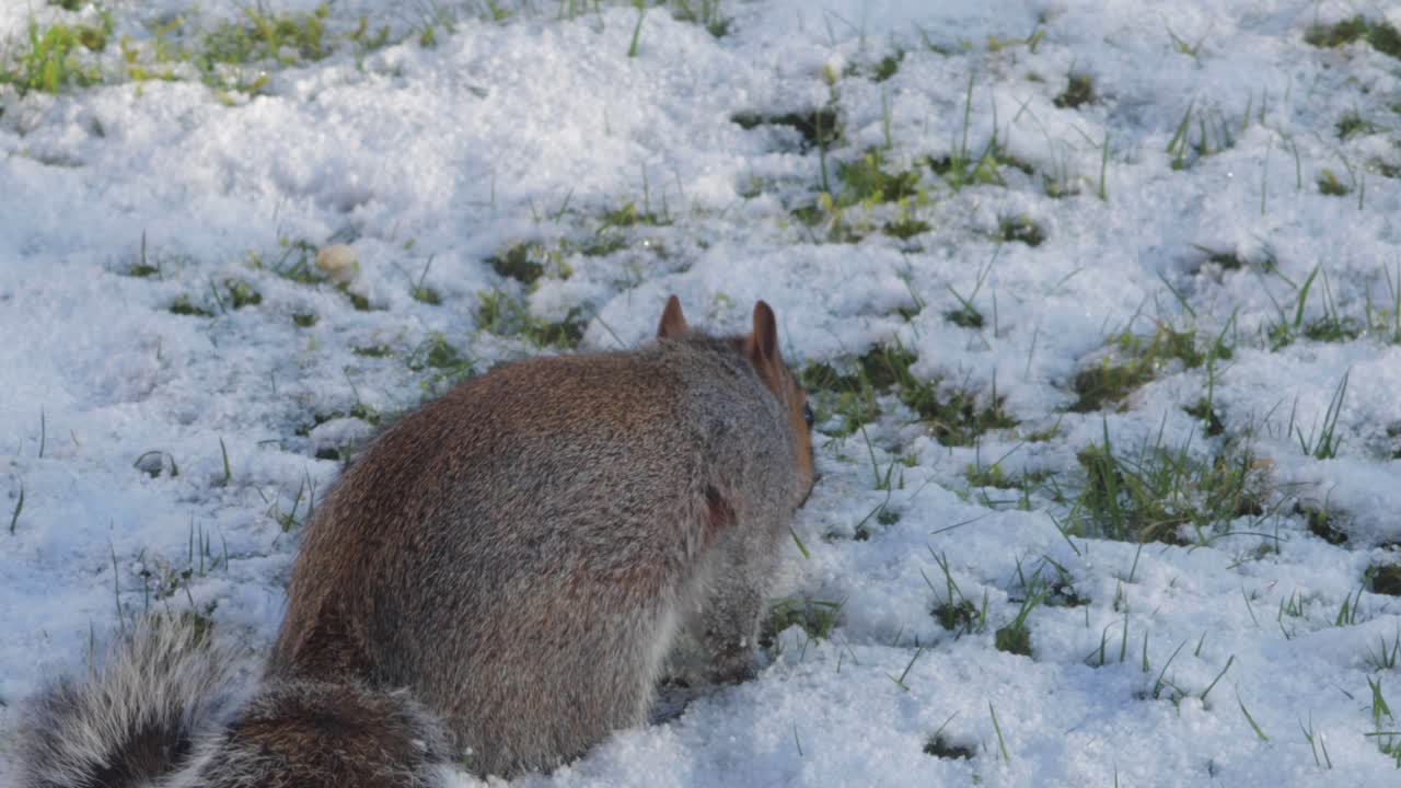 ardilla que busca nueces en la hierba cubierta de nieve y luego encuentra una