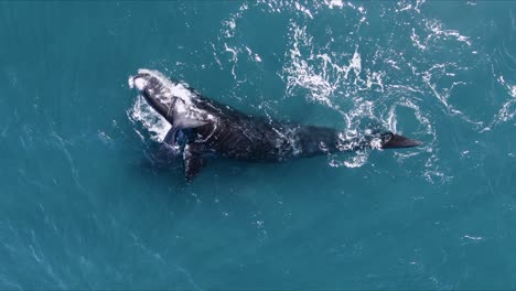 una hermosa ballena jugando con el bebé rodando - toma aérea