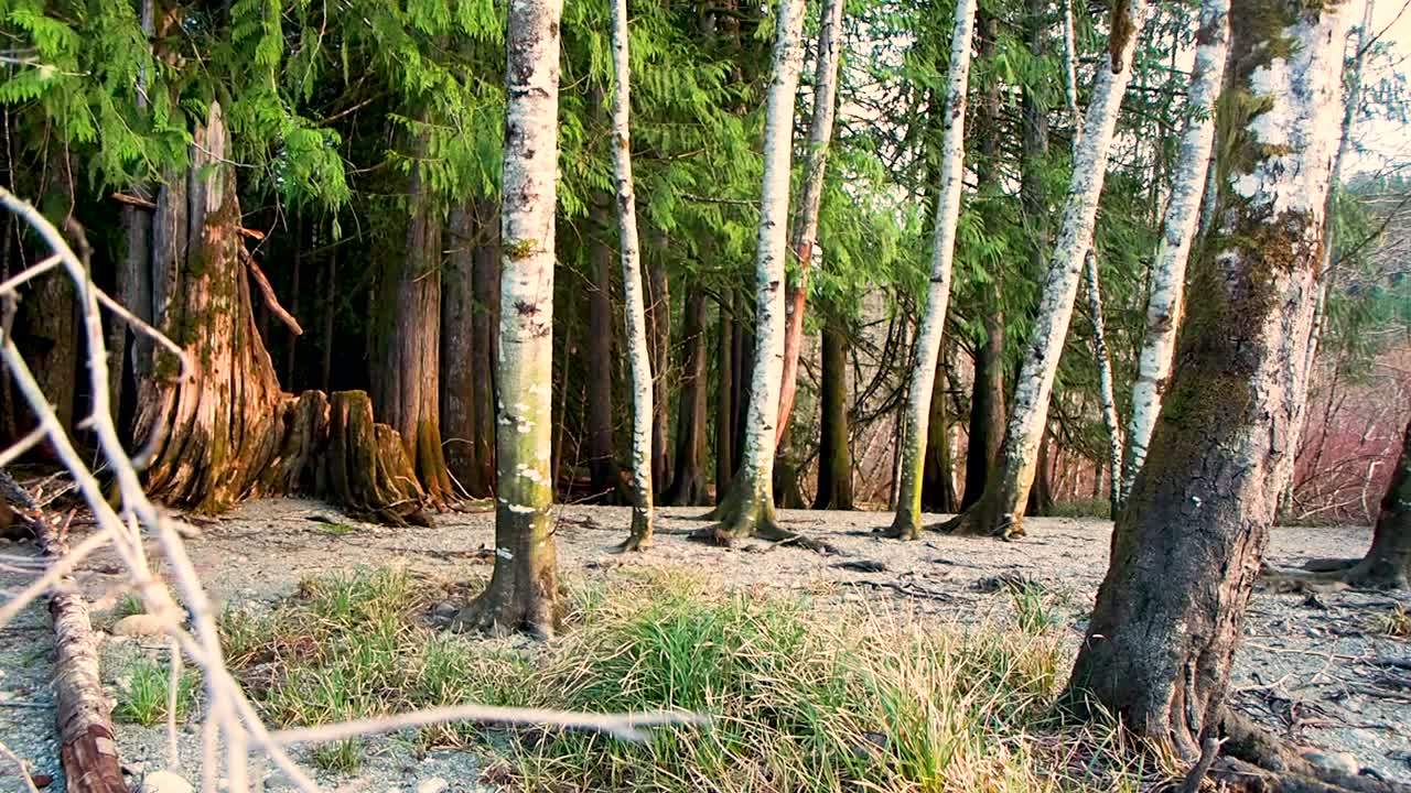 느린 움직임으로 황금시간대의 모래사장에 있는 머릿단