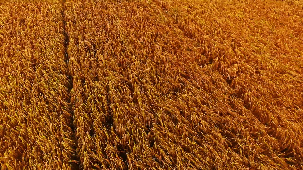 la hierba soplando en el viento