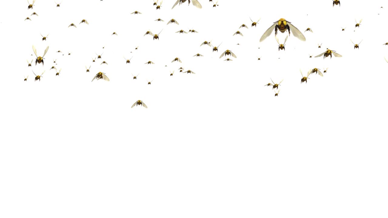 벌의 무리는 녹색 화면 3d 루프 배경 애니메이션을 날아갑니다.