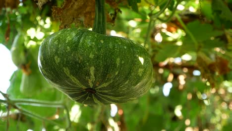 fresh raw pumpkin plant on tree, close up