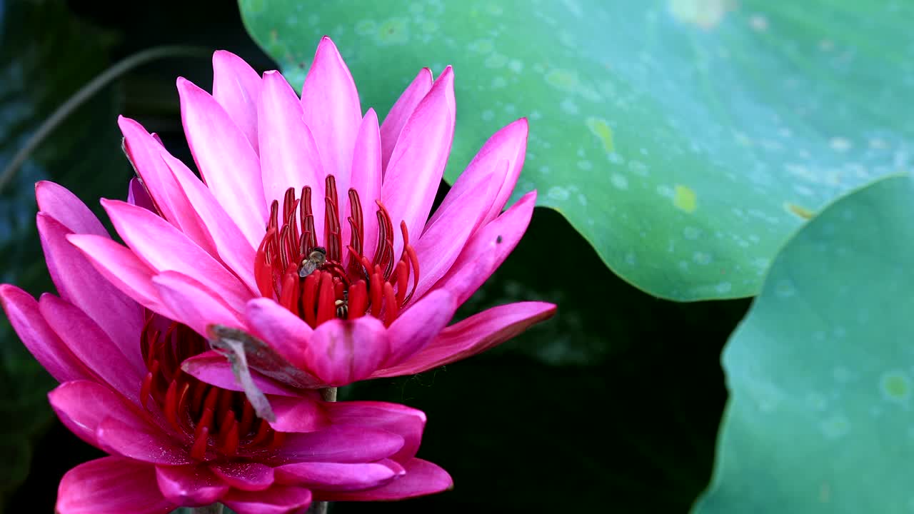 las abejas recogen miel en la flor de loto rosa con hojas verdes en el estanque