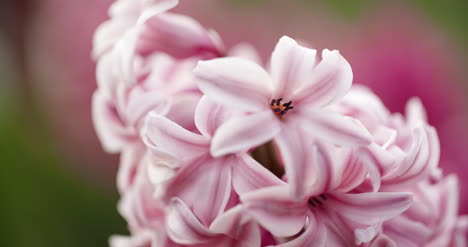 Tulpenplantage-In-Der-Niederländischen-Landwirtschaft