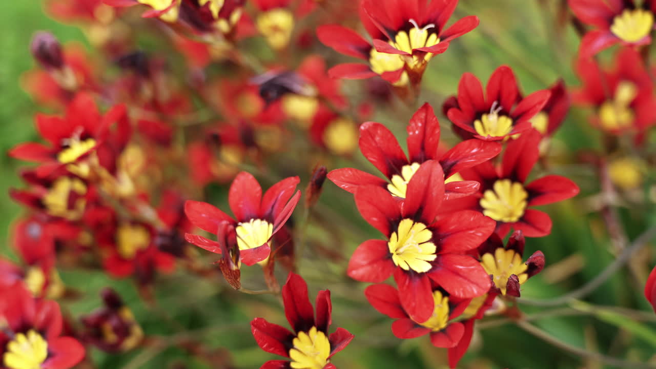 Vibrant red flowers with yellow centers in a lush field.