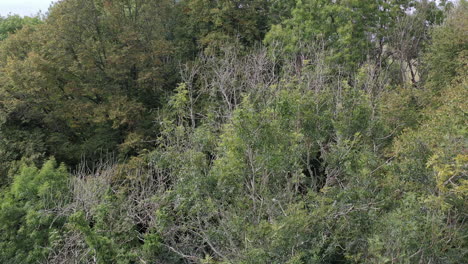 Drone-shot-moving-forwards-towards-a-canopy-of-Ash-trees-with-signs-of-the-disease-Ash-Die-Back-in-the-UK-2