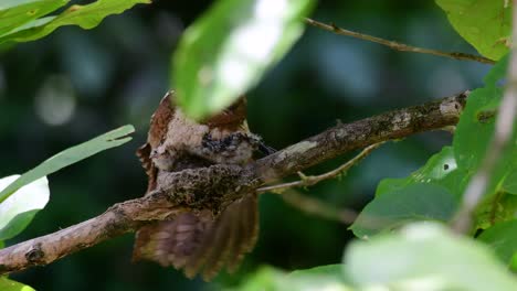 the javan frogmouth or horsfield's frogmouth is found in thailand and other asian countries