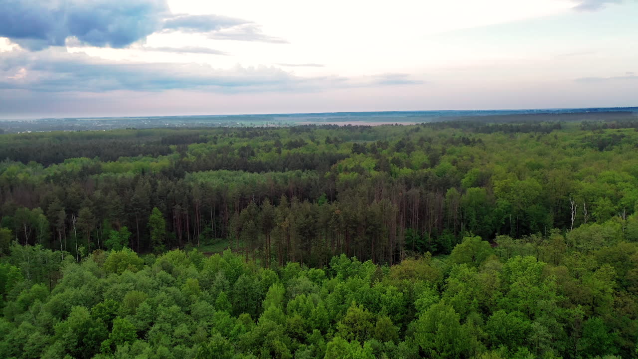 Beautiful landscape of natural background of green trees in the forest. Bird's flight view of the tops of trees in summer. Camera moves forward.