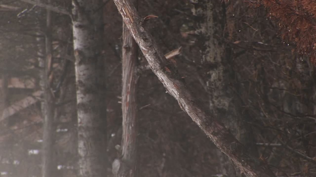 Il vapore di una sorgente termale passa come un velo spettrale sopra i tronchi degli alberi vicini.
