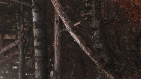 Steam-From-A-Hot-Springs-Passes-Like-A-Ghostly-Veil-Over-Nearby-Tree-Trunks