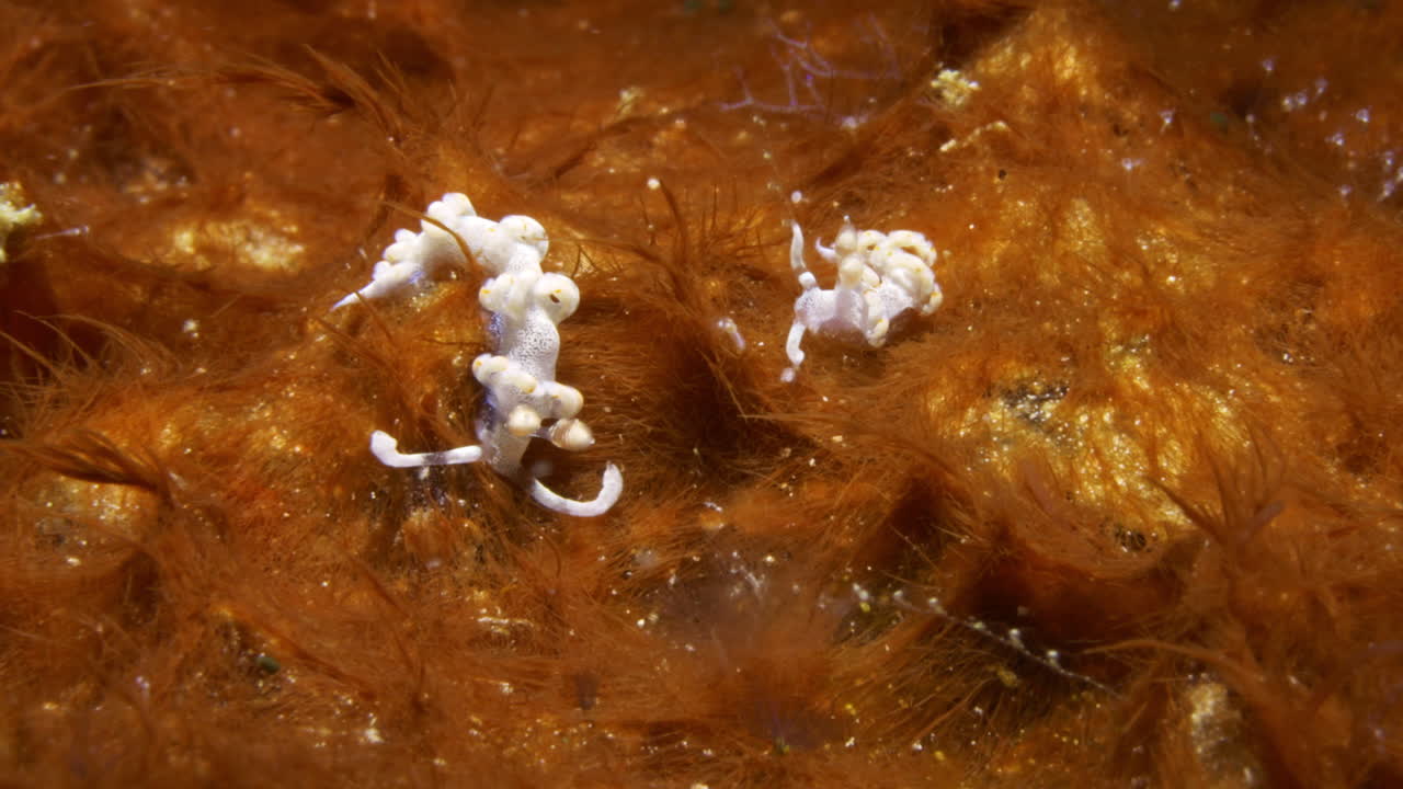 두 개의 놀라운 플라벨리나 (flabellina bicolor nudibranchs) 가 은 오렌지색 부드러운 산호 어리에서 먹이를 찾고 있습니다.