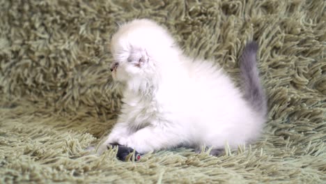 playful kitten laying on a floor playing with a mouse toy