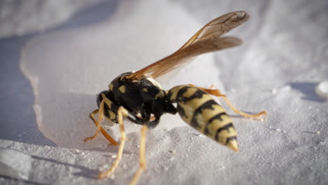 Close-up-of-injured-wasp-drinking-water-with-sugar