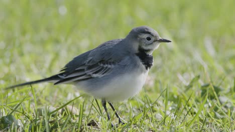 white wagtail resting in grass during autumn migration closeup