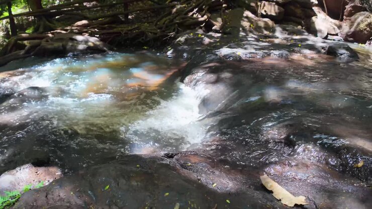 Water stream inside a forest