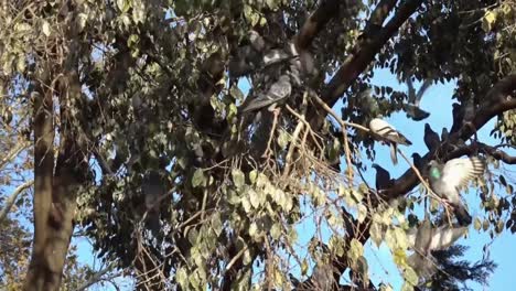aves y palomas