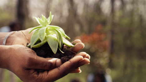 African-american-young-volunteer-holding-a-small-seedling-in-her-hands