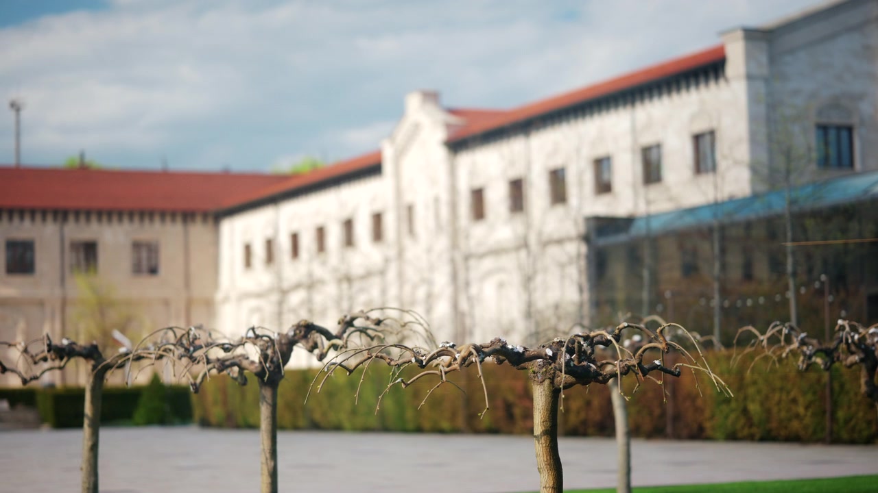 Primo piano di viti potate in un vigneto presso un castello vinicolo in Moldavia, con l'edificio storico della cantina leggermente sfocato sullo sfondo