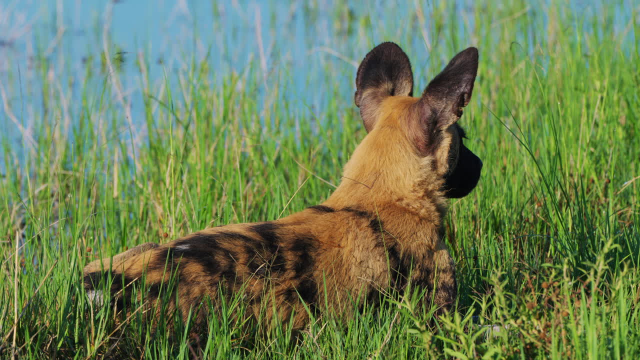 Fixed full shot of a lone African Wild Dog resting on a grassy riverbank of Khwai Botswana Southern Africa