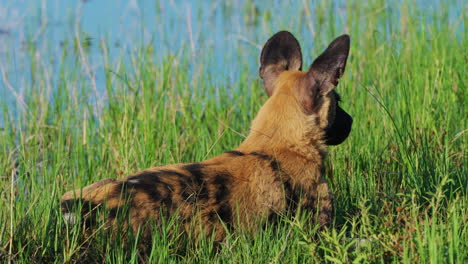 fixed full shot of a lone african wild dog resting on a grassy riverbank of khwai botswana southern africa