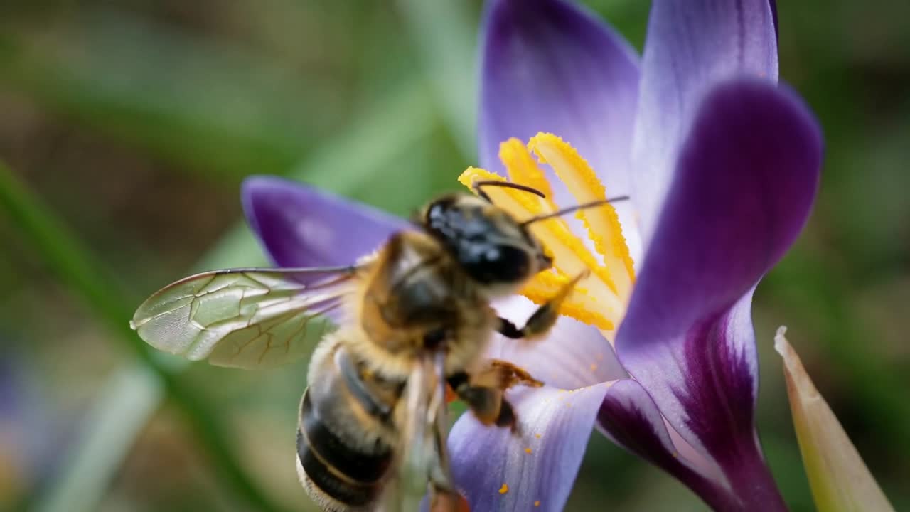 Approaching honey bee hovering, probing purple crocus stamen at lawn packing amber pollen baskets