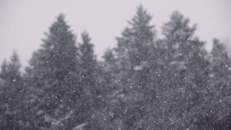 雪花和雪覆蓋的樹木在山上 4