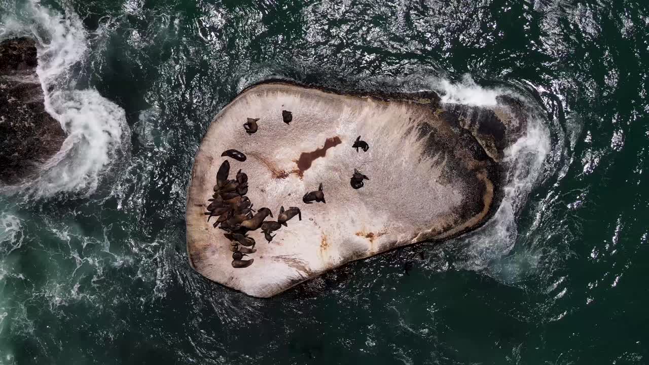 바다 한가운데 바위 위에 쉬고 있는 물개 위로 드론이 촬영했습니다.