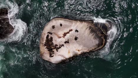 Drone-shot-above-seals-resting-on-a-rock-in-the-middle-of-the-ocean