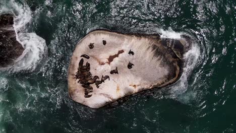 drone shot above seals resting on a rock in the middle of the ocean