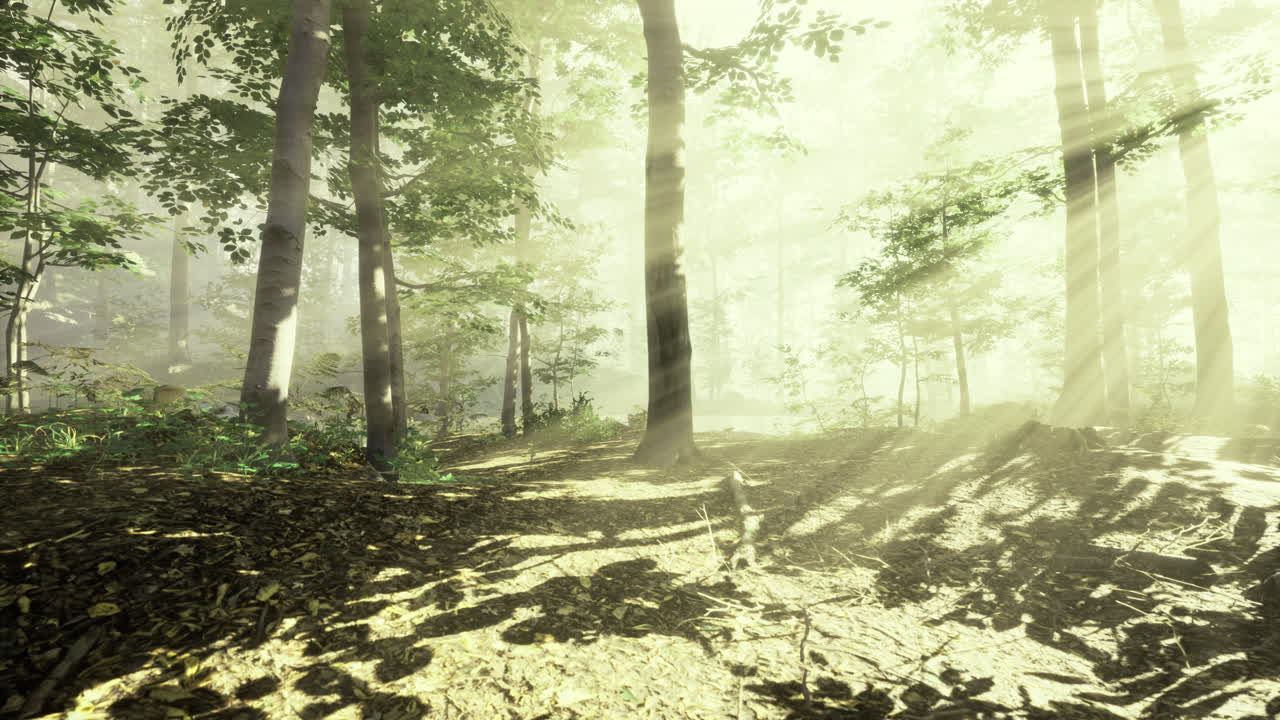 빛은 아침 일찍 평온한 숲의 나무들을 통해 필터링됩니다.