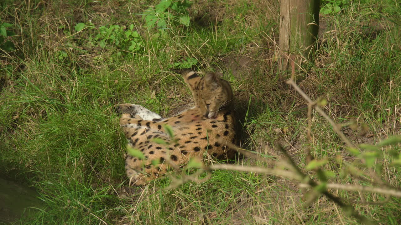 un gato serval descansando en el zoom de hierba