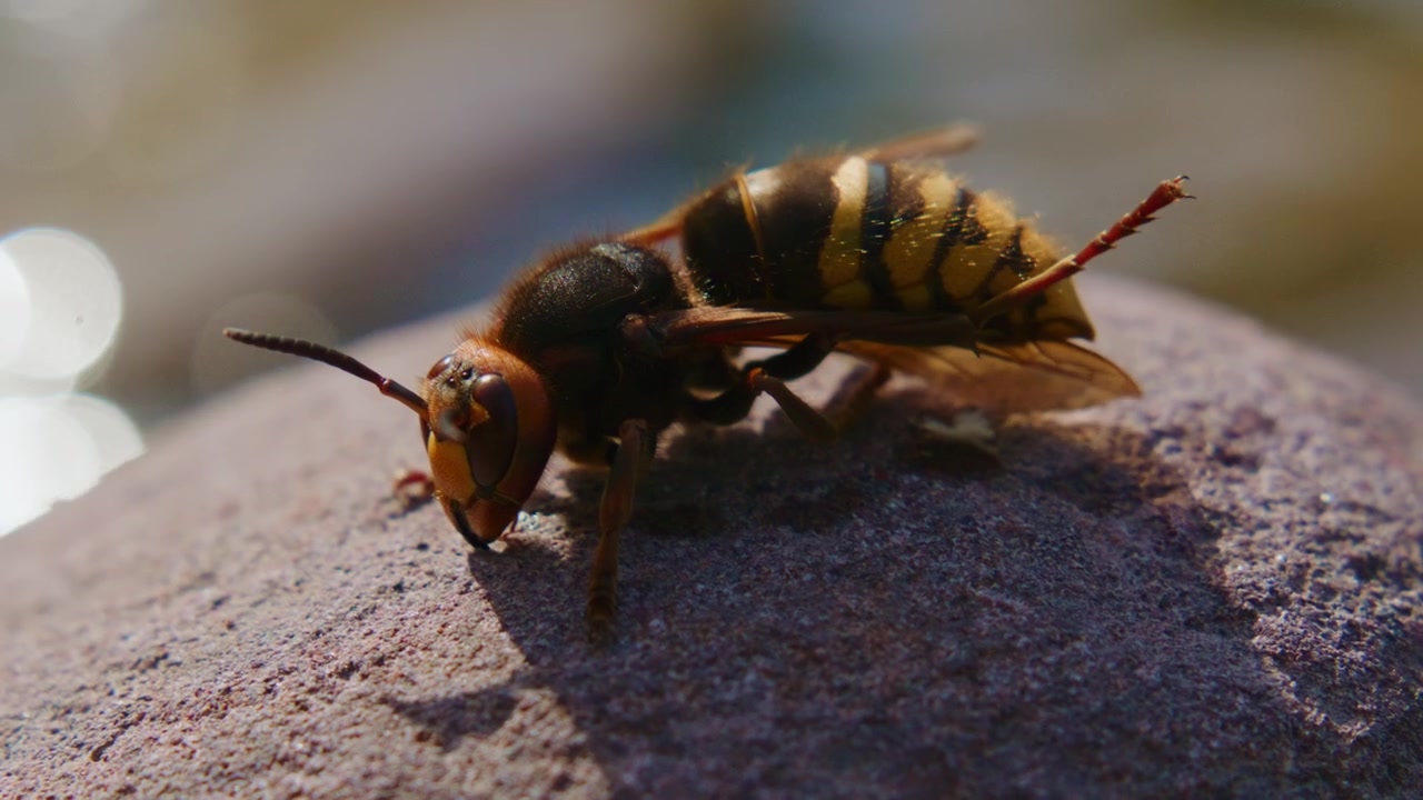 Primer plano de un avispón europeo posado sobre una superficie de piedra rugosa. Su cabeza de color marrón anaranjado y su abdomen rayado son claramente visibles. El insecto se mueve ligeramente, agitando sus antenas.