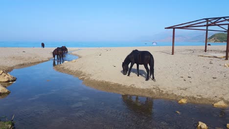 Wild-Horses-on-Abandoned-Sandy-Beach-Near-the-Sea,-Creating-a-Captivating-Scene-of-Untamed-Beauty-in-Albania