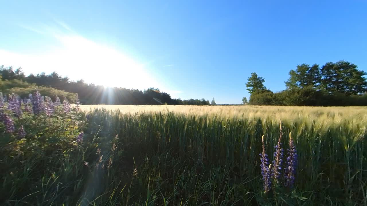 곡물 농업 작물  ⁇ 은 해가 뜨면 밝아집니다.
