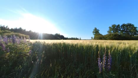 cereal agriculture crops field illuminated by sunrise