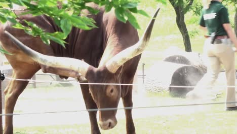 an african bull, close up, alternate angle