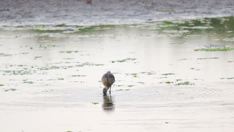 Agachadiza-De-Cola-Negra-Caminando-En-El-Agua-En-Busca-De-Comida.