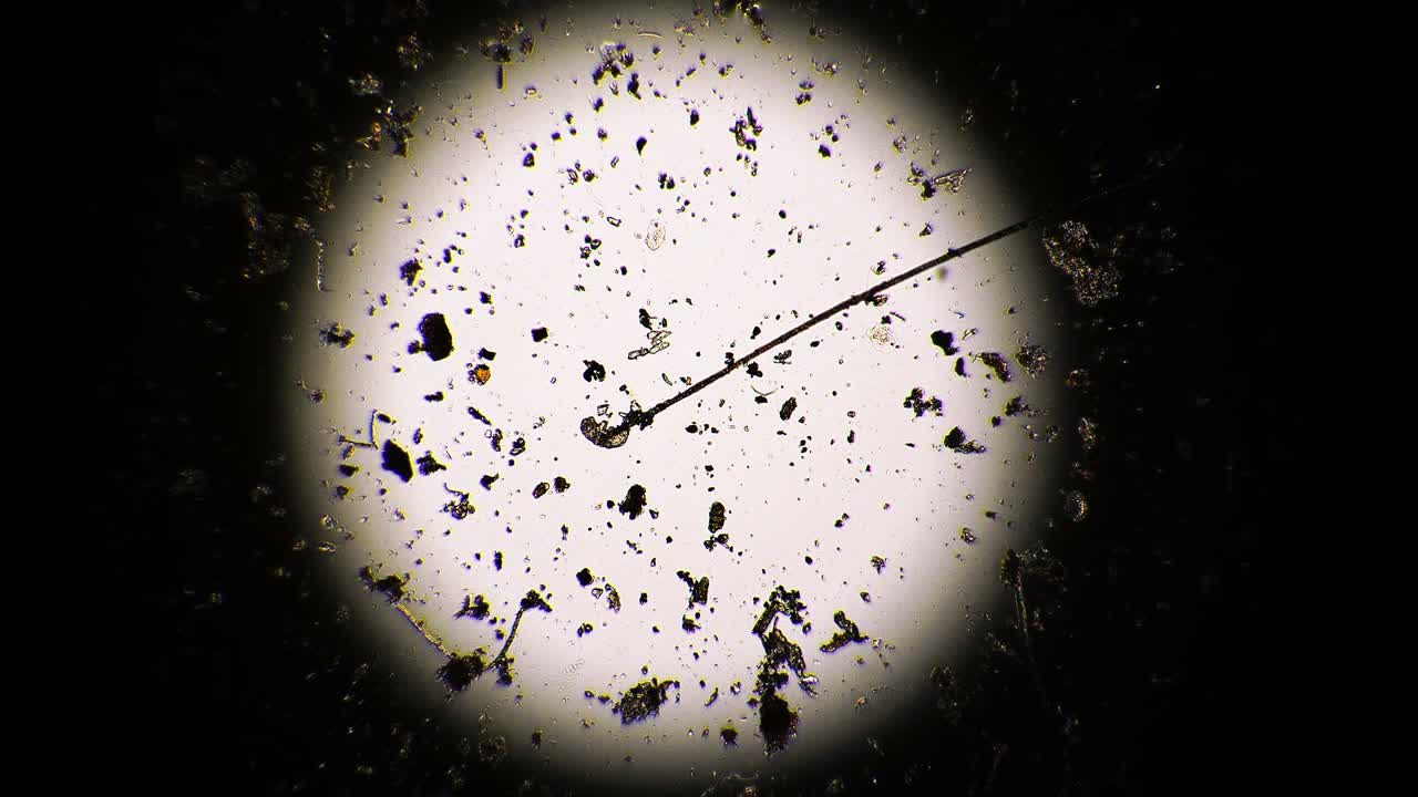 el pequeño tardígrado está arrastrándose el palo en círculo de luz bajo el microscopio