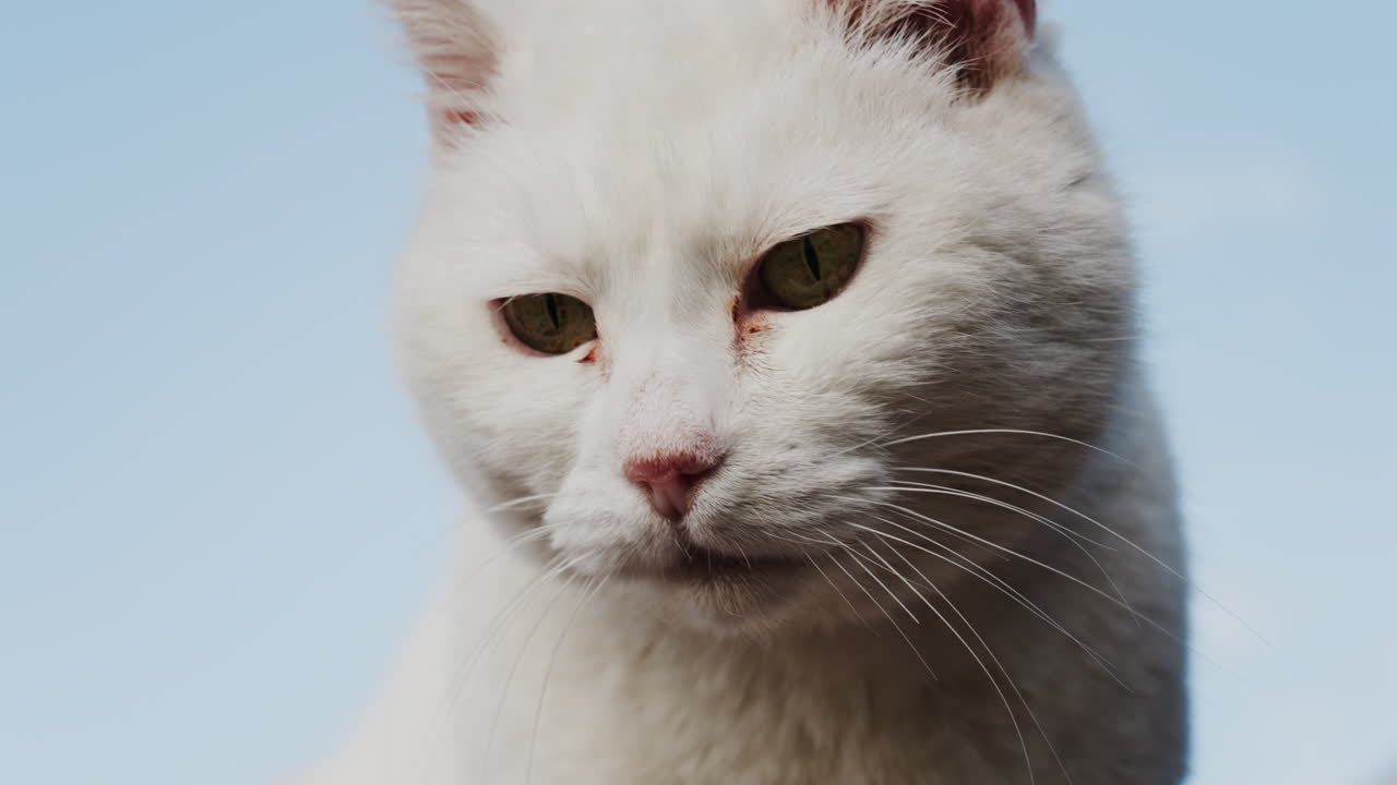 Close up of a white cat with green eyes on a blue sky background