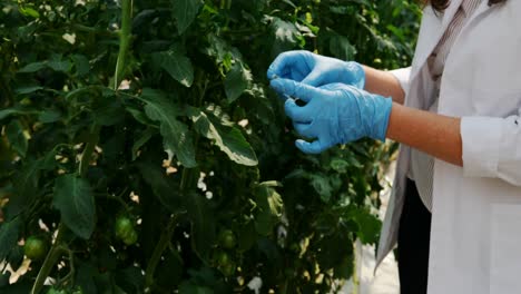 scientist examining plants in the greenhouse 4k