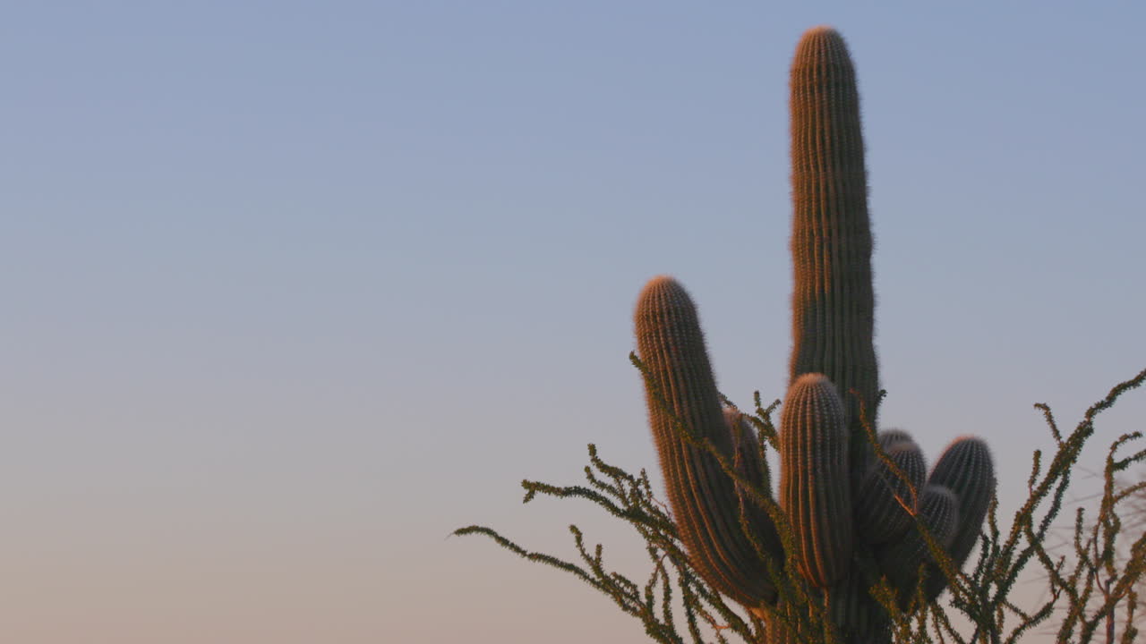 Cactus and ocotillo at dusk at South Mountain in Phoenix, AZ.