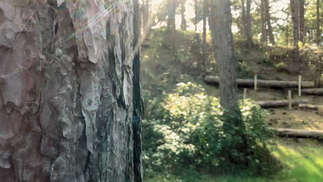 view of the forest with close up on tree bark