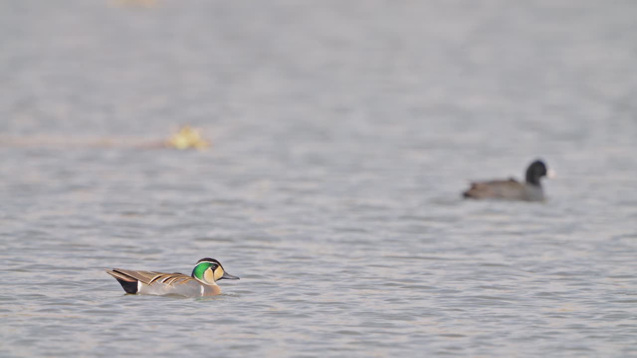 Baikal Teal Sibirionetta formosa moving in lake