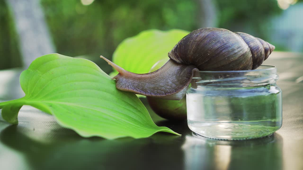 Close-up of snail Achatina fulica walking on the leaf. African Snail