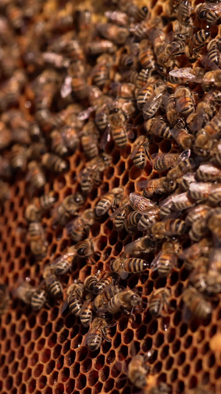 Bee family covering the honey frame. The frame is being turned upside down. Close up. Vertical video
