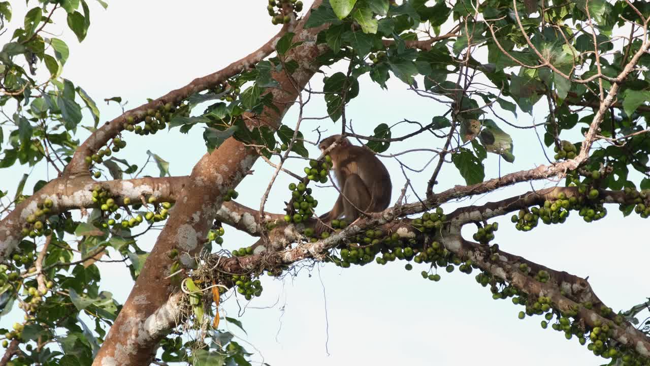 macaco de cola de cerdo del norte macaca leonina dseen encima de una rama comiendo y luego rascándose mientras se aleja hacia la izquierda, parque nacional khao yai, tailandia