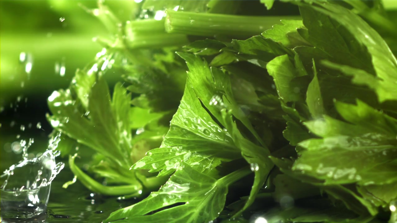 Acqua che schizza su foglie fresche di sedano verde in slow motion