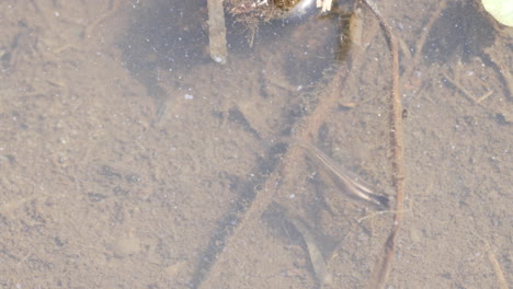 japanese rice fish swims in clear shallow pond water