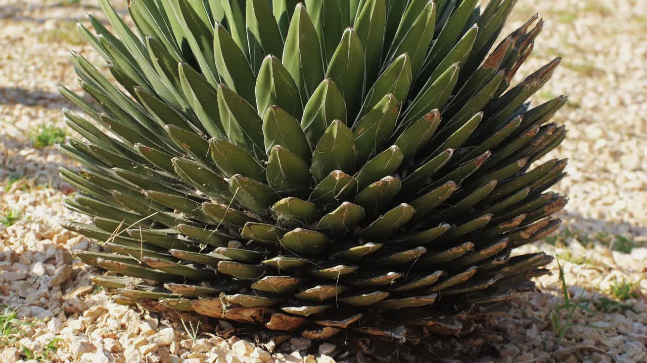 Close up green cactus with yellow spines within a desert environment, city park in Barcelona, Montjuic. African background