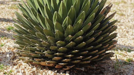 close up green cactus with yellow spines within a desert environment, city park in barcelona, montjuic. african background